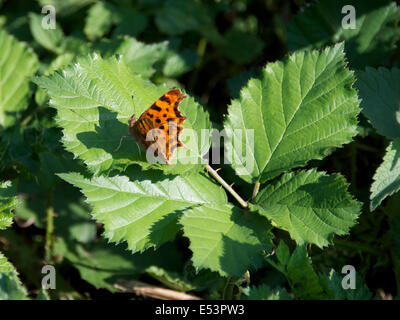 Brockham, Dorking, Surrey, UK. 19th July, 2014.  The UK Big Butterfly Count takes place 19th July to 10th August. Butterflies on the Banks of the River Mole at Brockham, Surrey. Saturday 19th July 2014. A Comma Butterfly 'Polygonia c-album' rests on a bramble leaf in a wild meadow on the banks of the River Mole at Brockham, Dorking, Surrey  Credit:  Photo by Lindsay Constable / Alamy Live News Stock Photo