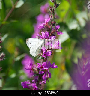 Brockham, Dorking, Surrey, UK. 19th July, 2014.  The UK Big Butterfly Count takes place 19th July to 10th August. Butterflies on the Banks of the River Mole at Brockham, Surrey. Saturday 19th July 2014. A Green-veined White Butterfly 'Pieris napi' rests on Purple Loosestrife in a wild meadow on the banks of the River Mole at Brockham, Dorking, Surrey  Credit:  Photo by Lindsay Constable / Alamy Live News Stock Photo