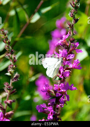 Brockham, Dorking, Surrey, UK. 19th July, 2014.  The UK Big Butterfly Count takes place 19th July to 10th August. Butterflies on the Banks of the River Mole at Brockham, Surrey. Saturday 19th July 2014. A Green-veined White Butterfly 'Pieris napi' rests on Purple Loosestrife in a wild meadow on the banks of the River Mole at Brockham, Dorking, Surrey  Credit:  Photo by Lindsay Constable / Alamy Live News Stock Photo