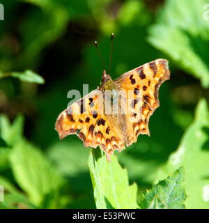 Brockham, Dorking, Surrey, UK. 19th July, 2014.  The UK Big Butterfly Count takes place 19th July to 10th August. Butterflies on the Banks of the River Mole at Brockham, Surrey. Saturday 19th July 2014. A Comma Butterfly 'Polygonia c-album' rests on a Burdock leaf in a wild meadow on the banks of the River Mole at Brockham, Dorking, Surrey  Credit:  Photo by Lindsay Constable / Alamy Live News Stock Photo