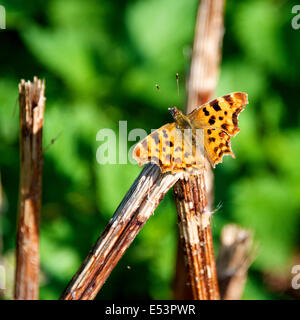 Brockham, Dorking, Surrey, UK. 19th July, 2014.  The UK Big Butterfly Count takes place 19th July to 10th August. Butterflies on the Banks of the River Mole at Brockham, Surrey. Saturday 19th July 2014. A Comma Butterfly 'Polygonia c-album' rests on a twig in a wild meadow on the banks of the River Mole at Brockham, Dorking, Surrey  Credit:  Photo by Lindsay Constable / Alamy Live News Stock Photo