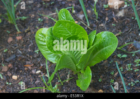 A head of Romaine lettuce growing in a vegetable garden next to onions Stock Photo