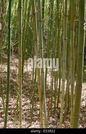 Bamboo Bambou Rideaux Tropical Bamboo Stems 
