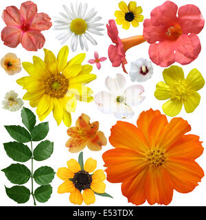 set of flowers on a white background Stock Photo