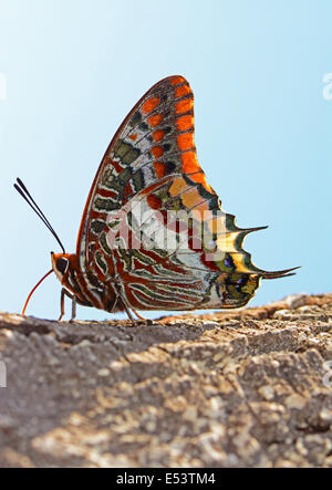 two-tailed pasha butterfly Drinking