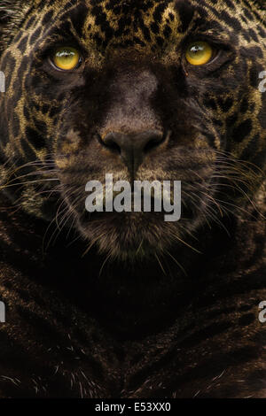 Panther or black jaguar Panthera onca snarling Stock Photo - Alamy