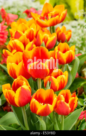 Yellow, Red, White Tulips Planted On Yelagin Island In St. Petersburg 