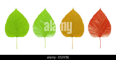 Leaf isolated on white background Stock Photo
