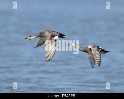 Gadwall in flight Stock Photo