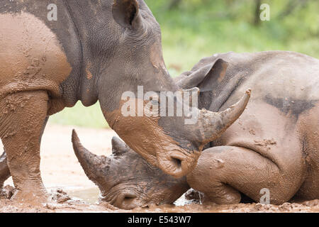 Rhino pair in mud Kruger National park South Africa Stock Photo