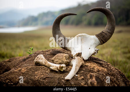 Gaur - Indian bison, skull and bones on a background of the reserve, National park Periyar Wildlife Sancturary, Kumily, Kerala, Stock Photo