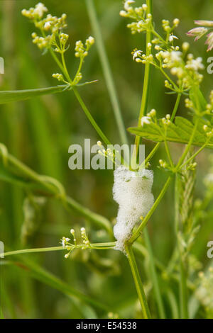 Cuckoo spit containing a nymph on a wild plant in a Surrey field Stock Photo