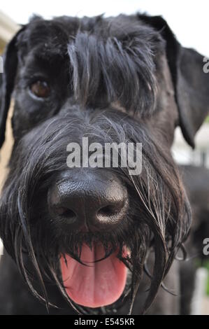 Close-Up of Giant Schnauzer's Face Looking into the Camera Stock Photo