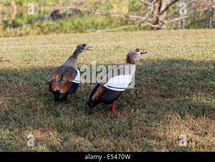 A pair of Egyptian Geese (Alopochen aegyptiacus) one calling Stock Photo
