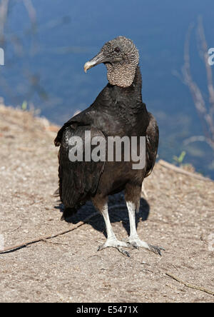 Black Vulture (Coragyps atratus) perched by water Stock Photo