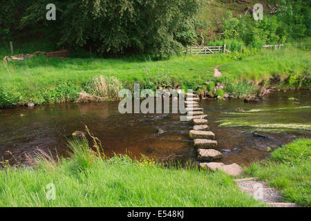 Stepping stones over the river Wansbeck Northumberland UK Stock Photo