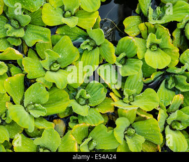 Water Lettuce plants floating on a water garden pond Stock Photo