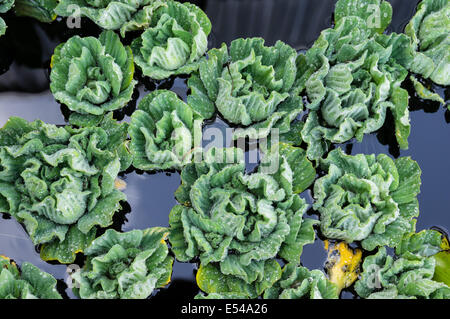 Water Lettuce plants floating on a water garden pond Stock Photo
