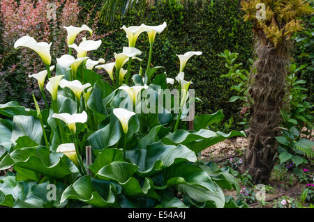 White Calla Lily plant in full bloom inside a large garden Stock Photo