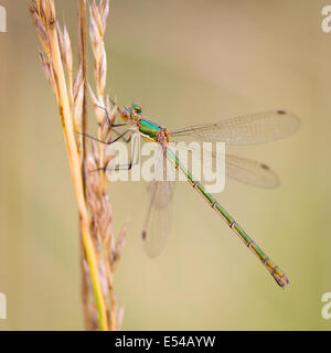 Female Emerald Damselfly (Lestes sponsa) on a grass stem Stock Photo