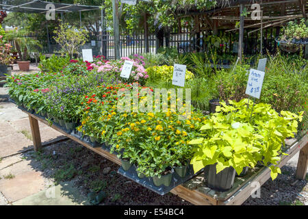 Lantana, Potato Vine and other small ornamental flowering plants for sale at local nursery in Fort Lauderdale, Florida, USA. Stock Photo