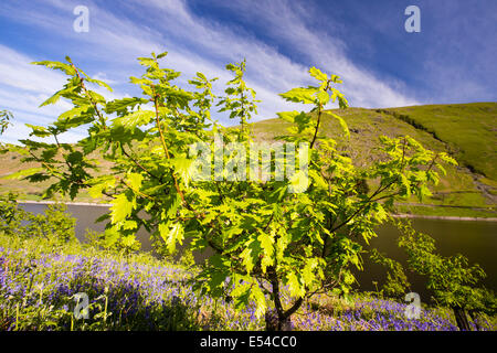 Tree planting at Haweswater, Lake District, UK, Oak trees planted as part of a habitat restoration project. Stock Photo