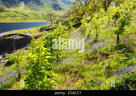 Tree planting at Haweswater, Lake District, UK, Oak trees planted as part of a habitat restoration project. Stock Photo