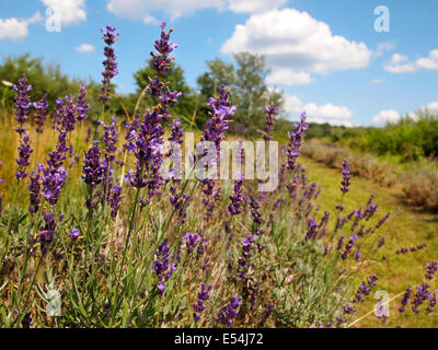Closeup of English lavender plants in a row on a farm with brilliant blue sky and puffy white clouds in the background. Stock Photo