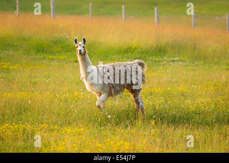 Llama, Lama Glama standing in a Field, Shedding Coat, Fiber Stock Photo
