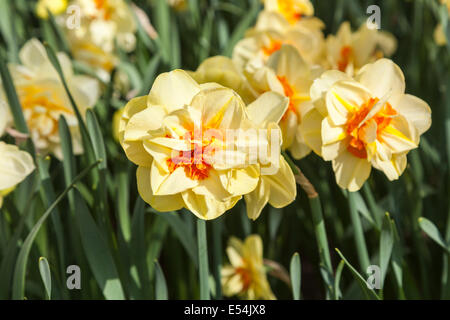 Pretty double yellow narcissus 'Double Fashion' with frilly orange trumpet in the Keukenhof Gardens, Lisse, Holland in spring Stock Photo