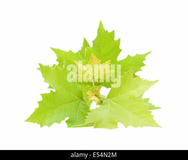 Buttonwood leaf isolated on white background Stock Photo