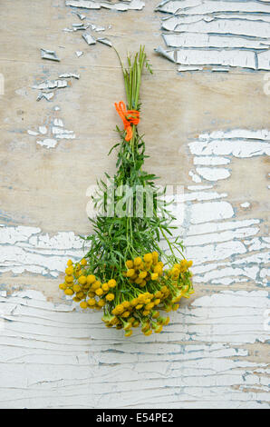 tansy Tanacetum vulgare medical herb bunch on old wooden barn wall Stock Photo
