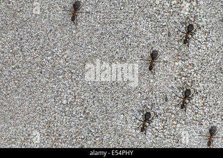 closeup to ants on sand background Stock Photo