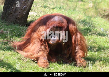 Mature male (Bornean) orangutan (Pongo pygmaeus) walking on the ground Stock Photo