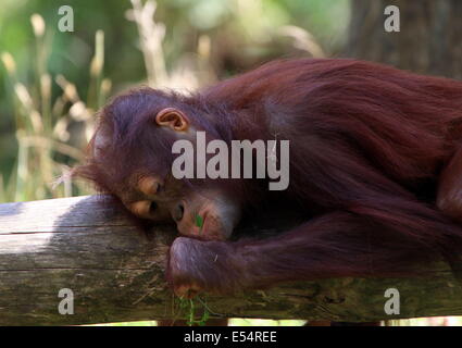 Juvenile orangutan (Pongo pygmaeus or Abelii) dozing in the shade Stock Photo