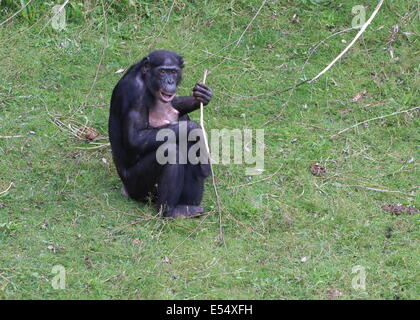 Bonobo or (formerly) Pygmy Chimpanzee (Pan Paniscus) in a natural setting Stock Photo