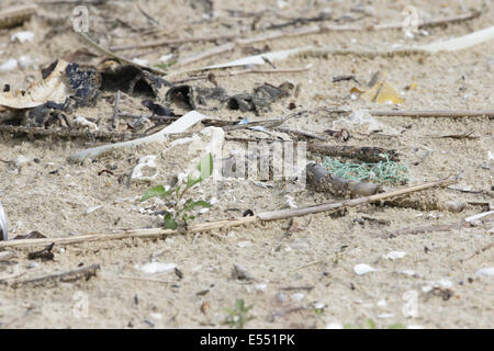 White-faced Plover (Charadrius dealbatus) three eggs in nest, amongst debris on beach, Hong Kong, China, May Stock Photo