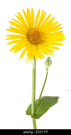 Yellow Daisy flower isolated on white background Stock Photo