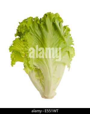 Lettuce tuft isolated on white background .Salad leafs Stock Photo