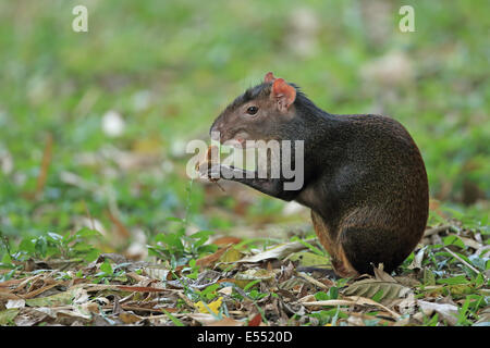 Red-rumped Agouti (Dasyprocta leporina) adult, feeding, sitting on leaf litter, Trinidad and Tobago, March Stock Photo