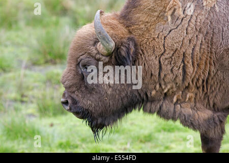 European bison or Wisent Bison bonasus Highland Wildlife Park Kincraig Inverness Scotland Stock Photo