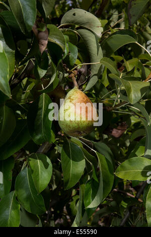 Semi-dwarf d'Anjou pear tree, d'Anjou pear, pear, pears, pear tree, pear orchard, Pyrus communis, Novato, Marin County, California Stock Photo