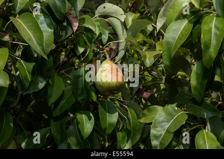 Semi-dwarf d'Anjou pear tree, d'Anjou pear, pear, pears, pear tree, pear orchard, Pyrus communis, Novato, Marin County, California Stock Photo