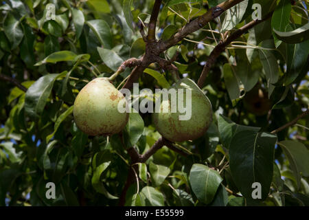 Semi-dwarf d'Anjou pear tree, d'Anjou pear, pear, pears, pear tree, pear orchard, Pyrus communis, Novato, Marin County, California Stock Photo