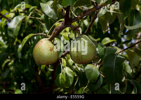 Semi-dwarf d'Anjou pear tree, d'Anjou pear, pear, pears, pear tree, pear orchard, Pyrus communis, Novato, Marin County, California Stock Photo