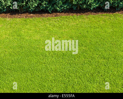 green lawn green grass garden nice bright good well trained perfect green fee golf bio organic rich Stock Photo