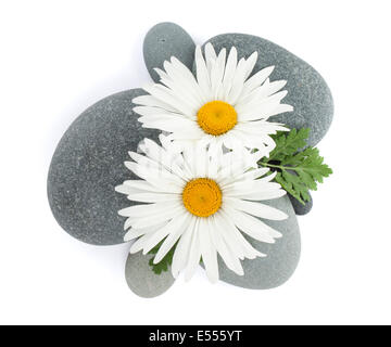 Daisy camomile flowers over sea stones. Isolated on white background Stock Photo