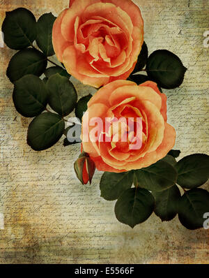 FLORA: Queen Elizabeth Roses (lat: rosa floribunda) Stock Photo
