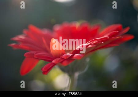 Red Gerbera in early morning sunlight. Stock Photo