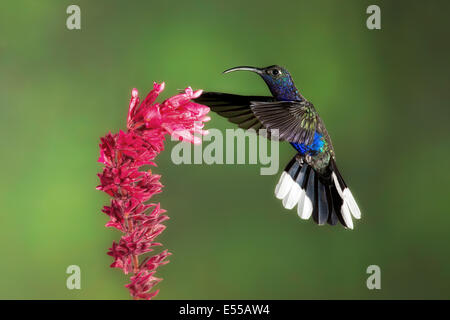A male violet sabrewing (campylopterus hemileucurus) hummingbird feeding, Costa Rica. Stock Photo